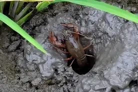 大降价也要适量，小龙虾不能这样吃——图片