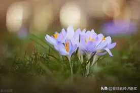 广东省惠州市2022届高三模拟考试语文试题及答案解析图片