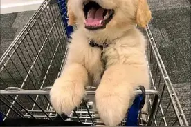 哪些笑出八块腹肌的搞笑文案图片