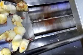 刚出生就被扔进绞肉机，做成猫粮狗粮，每年70亿只小鸡被活活绞碎图片