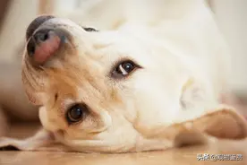狗生产前要找主人吗，狗生产前需要做哪些准备？图片