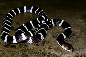 挑战每天科普一条毒蛇第二天——银环蛇图片