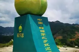 1斤卖30元，蜂糖李被誉为“李中贵族”，如何高产种植？图片