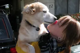 如果狗狗温柔地舔你，恭喜你，它真的很爱你图片