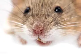 老鼠喜欢吃什么诱饵，用什么来捕捉老鼠效果比较好？图片