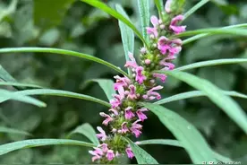 林下“立体种植”效益好，这几种“耐荫中药材”，可供选择参考图片