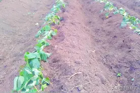 红薯从种植到收成，这三个关键工作要做好，不长虫结薯块又多图片