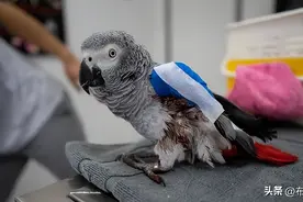 鹦鹉抢救四句口诀，记住了或救鸟子一命！图片