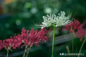 胎记，酒窝，苦情痣的传说，你知道吗？图片