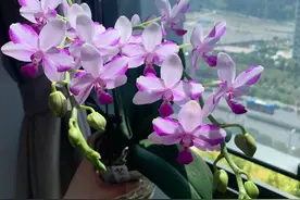 有种蝴蝶兰，名字叫“紫水晶”，颜值高、开花勤快，皮实且好养图片