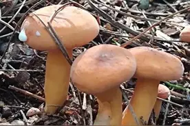 云南野生奶浆菌有几种，你知道吗图片