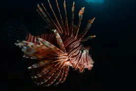 狮子鱼入侵巴西图片