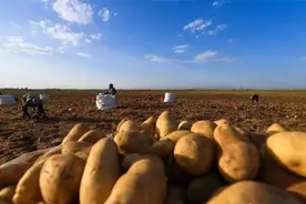 历史上六大梗！西伯利亚种土豆、德国落榜美术生图片