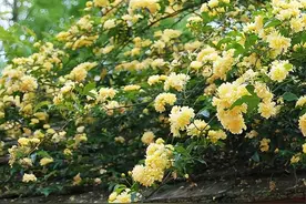 院子再小也要养棵它，开花美艳大方，香气浓郁清新，邻居都羡慕图片