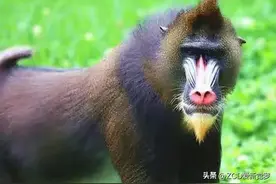 东北方言——大马猴子图片