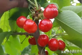 中国樱桃主要产地分布及品种介绍（2022版）图片