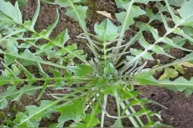怎么区分几种容易跟荠菜混淆的野菜图片