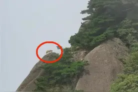 安徽黄山上拍到神秘动物！发现野生豹？专家：可能是动物园逃出的图片