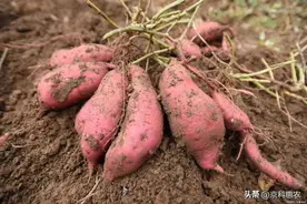 红薯的食用禁忌？图片