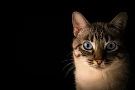 猫咪是怎么辨认出主人的？或许比你想象的还要有趣图片