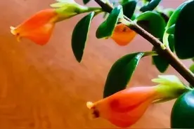 四季都开花的金鱼花，年年有“鱼”！只要注意几点就可以开爆盆图片