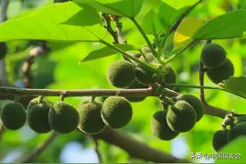 构树：拥有顽强生命力的植物 | 绿会保护地科普图片