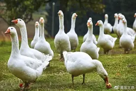 禽医王彦聊种鹅卵黄性腹膜炎的原因图片
