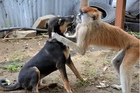 村民以狗制猴，猴王大怒，设下擒王之计，一举杀死狗王|故事图片