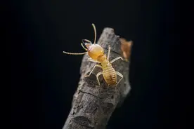 如何应对“拆家”的白蚁？图片
