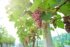 比常规葡萄提早一个半月，“施泉葡萄”闪亮登场图片