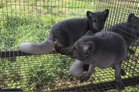 罕见狐狸现身厦门！分析：这绝不是好事，或因“狐骚味”被遗弃图片