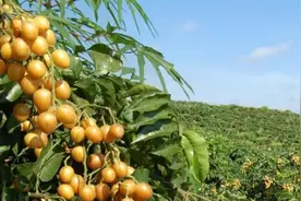 岭南祖地，黄皮之乡 | 云浮市郁南县向全国人民发出邀请！图片