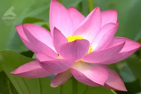 上榜！昆明，暑期热门目的地、避暑胜地！图片