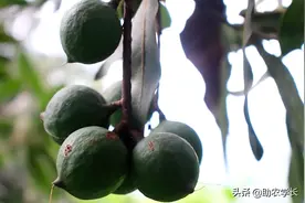 夏威夷果的果实，原来的样子你见过吗？它又是如何加工的呢？图片