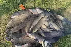 来自十年老钓手的经验：用紫菜做钓饵，频繁钓到大鱼，很爽图片