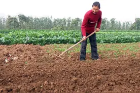大娘多年一直用这个方法种菜，一点化肥也不用，长得就是喜人图片