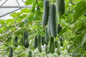 老农种菜从不用化肥，蔬菜长得茂盛产量高，到底是什么神奇方法？图片