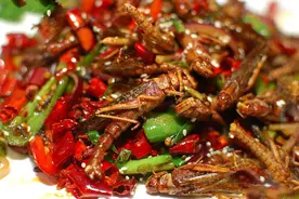 蝗灾的蝗虫有剧毒，为何鸭子吃了蝗虫不会中毒？图片