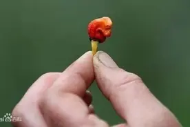 辣辣辣！全球辣椒大集合！最辣的舔一下立马休克图片