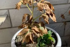 入冬后，5种花容易“假死”，千万别扔，来年就冒新芽图片