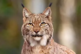 狼见了都要叫大哥的“猞猁”，在森林里，究竟有多恐怖？图片