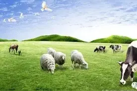 牛、羊病毒性传染病的诊治：口蹄疫图片