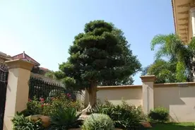 俗话说“富不富”，门前树！家里有这7种吉利树，“非富即贵”图片