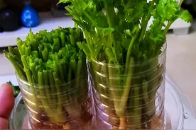 7个“青菜根”别扔插水里，半月长成“菜园子”，掐着吃，省钱图片