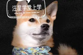 汪星人宠物学校训练图片