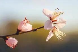 诗词丨致女人：春风十里不如你，三里桃花不及卿图片