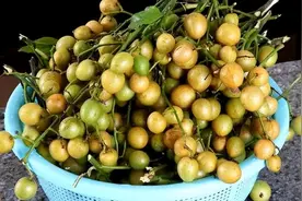 夏天特有的“黄皮果”，你知道它该怎么吃吗？哪些人不适合吃？图片