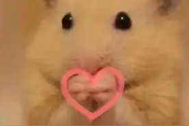 花式比心表情包合集图片