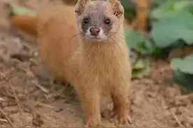 农村俗语:“出门遇三事，预兆有祸事”，指哪3事，有啥道理呢？图片