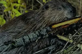 新疆出现怪物“浑度左”？轻松咬断一棵大树，还能截断整条河流？图片